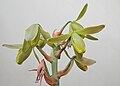 The flowers of Albuca spiralis are yellow-green and drooping