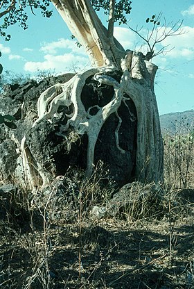 Ficus insipida em Juxtlahuaca, em Guerrero, no México