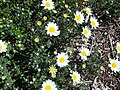 Anthemis maritima