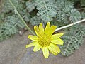 Пупавка Маршалла (Anthemis marschalliana)