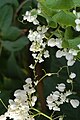 Antigonon leptopus white