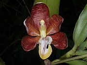 Detail of Arachnis cathcartii flower