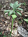 Plant habit of Arisaema leschenaultii