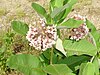 Asclepias syriaca, aka Common Milkweed