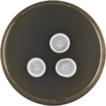 Aspergillus crustosus growing on MEAOX plate