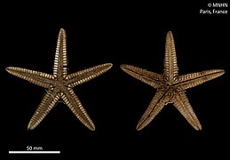 Astropecten dussumieri (MNHN)