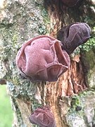 Auricularia auricula-judae, "orelha-de-judas" mostrando colorações pela idade