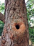 Hole in a Eucalyptus tree used as a nest by Lorikeets.