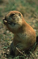 Black tailed prairie dog eating