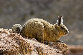 Viscache de montagne de Cuvier (Lagidium viscacia)