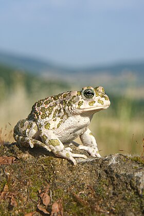 Bufo viridis