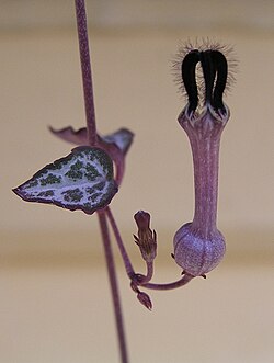 Ceropegia woodii