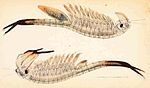 Lateral view of two fairy shrimp. The upper one has a large egg sac rising from the front of its abdomen, while the lower one has enlarged antennae.