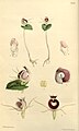 Corybas pictus 1863 illustration from Curtis's Botanical Magazine