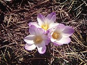 Flowers of Crocus carpetanus