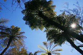 Cyathea dregei sur le mont Gorongosa