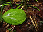 葉。短い葉柄があり、花茎に鞘状の鱗片葉がある。