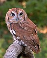 Screech owl - Rufous