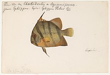 An 1865 watercolor painting of an Atlantic spadefish by Jacques Burkhardt.