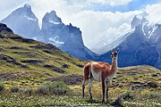 A guanaco in the Patagonian steppe near Torres del Paine, Chile