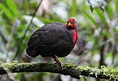 Male crimson-headed partridge
