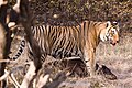 Tigre de Bengala, um carnívoro ameaçado pela caça furtiva e destruição de habitat.