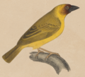 Illustration from Rüppell, 1840