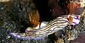 Hypselodoris zephyra