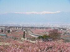 甲府盆地の桃の花と南アルプス