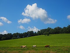 Photo montrant des vaches dans un pré.