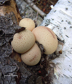 Pear-shaped puffball