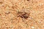 Wolf spider