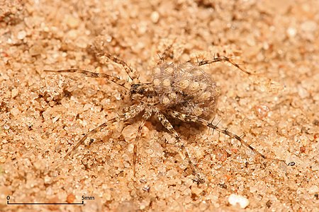 Female wolf spider carrying her young, by Muhammad Mahdi Karim
