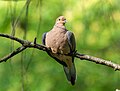 Image 24Mourning dove perched in Prospect Park, Brooklyn