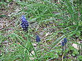 Muscari neglectum