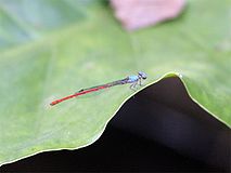 Neoneura sylvatica, Южная Америка