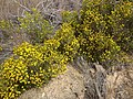 Oedera uniflora