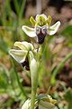 Ophrys pallida