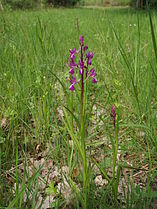 Orchis à fleurs lâches (Anacamptis laxiflora)