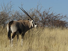 Parque Etosha, Namíbia