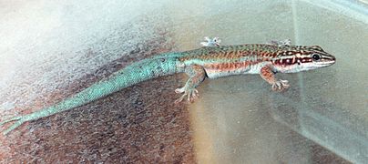 Phelsuma barbouri