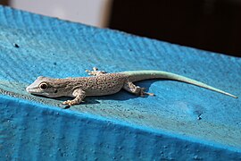 Phelsuma mutabilis