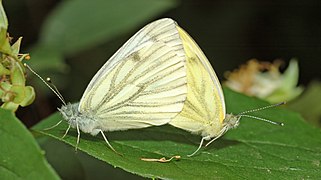 Accouplement de piérides du navet.