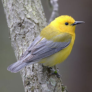 Prothonotary warbler, by Mdf