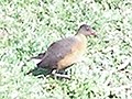 Rouget's rail in Debre Birhan, Ethiopia