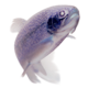 Rainbow_trout_transparent-inverted.png