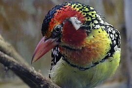 Red-and-yellow Barbet at Birdworld, Farnham