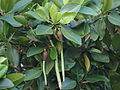 Rhizophora mucronata fruit