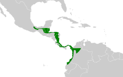 Distribución geográfica de la plañidera rojiza.