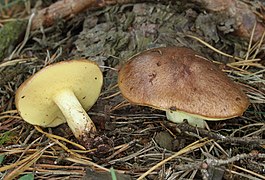 Le Bolet à base rose (Suillus collinitus), comestible médiocre, plus au moins laxatif.